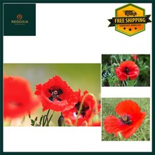 Vibrant Red Corn Poppy Wildflower Seeds - Attracts Pollinators - 2 Grams 3995.00 per kilo