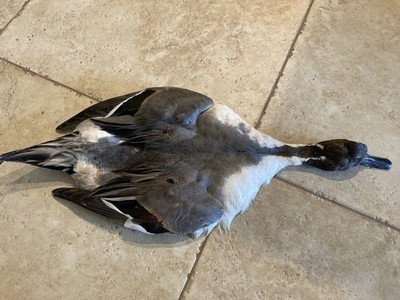 Drake Pintail Duck Full Skin 2-Wings Fly Tying/Fishing Barred flank Feathers 