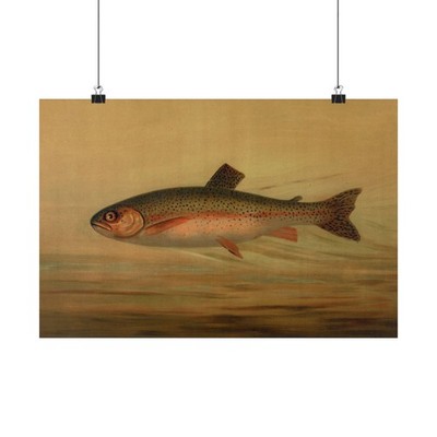 The Rainbow Trout, Salmo irideus. (1898)  John L. Petrie Painting Poster Print