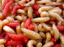 500 Red & White Live Spikes, Maggots Blue Bottle Fly Larvae  Free Shipping