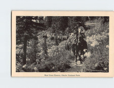 Postcard Bear Grass Flowers Glacier National Park Montana USA