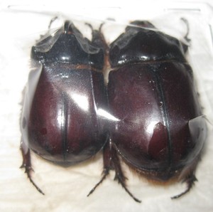 標本 Oryctes gigas pair 67mm 67mm Oryctes | eBay