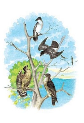 The Kingbird (Tyrant Fly-Catcher) Theodore Jasper Poster Print
