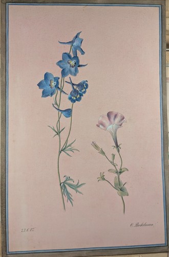 Camillo Brockelmann, Rittersporn, Pflanzenstudie, Aquarell, 1902 - Bild 2 von 9
