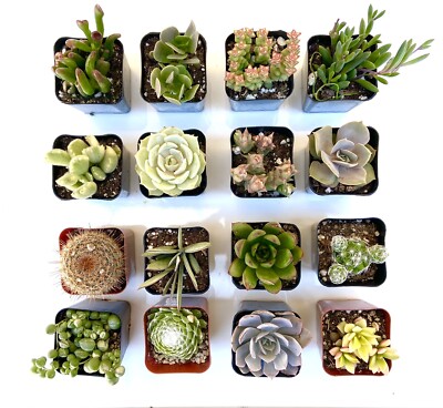 16 potted live succulent plants colorful assortment party wedding favors 2  Inch | eBay
