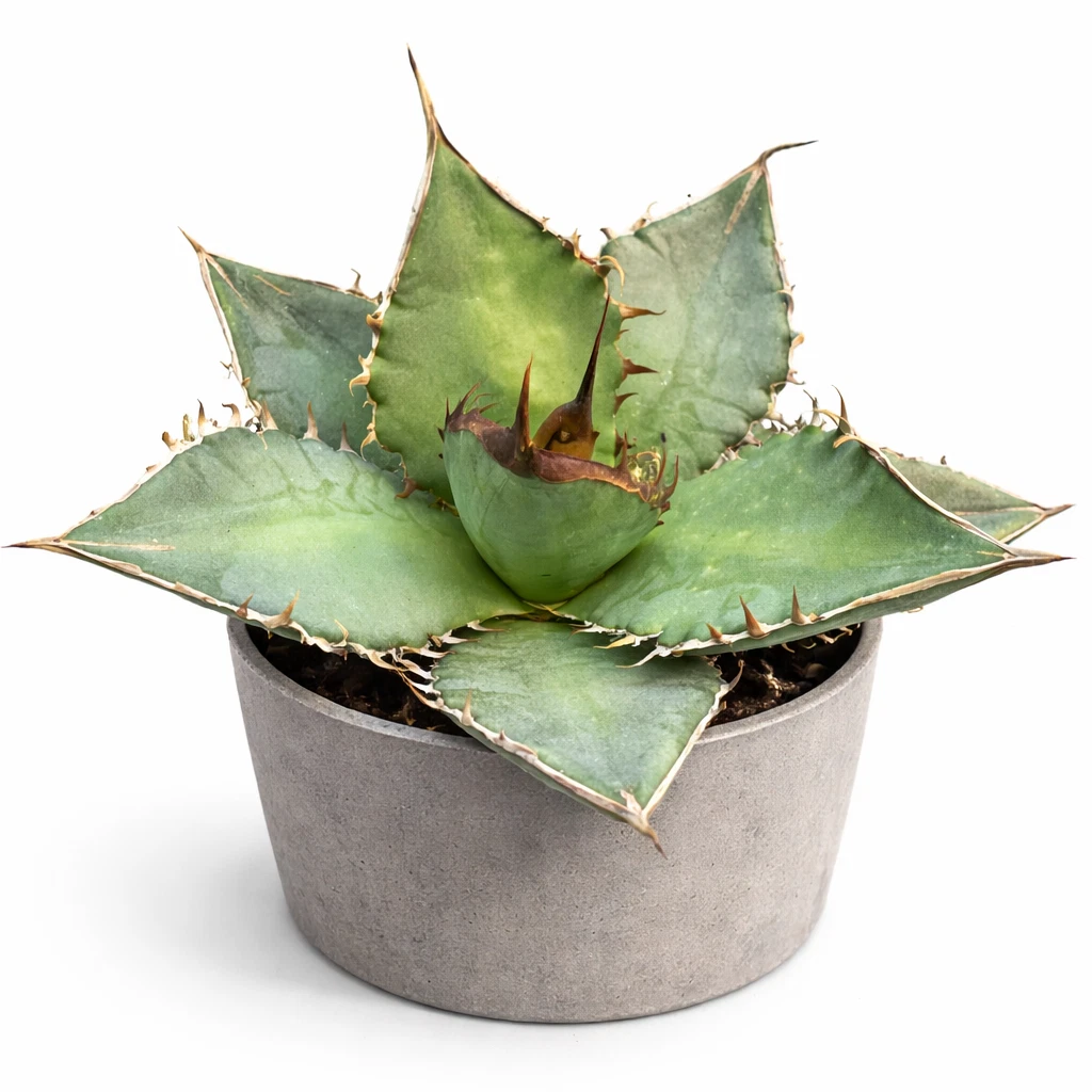 Niedrige Pflanzen, Bume & Strucher Immergrne Agave Kakteen- &  Sukkulenten online kaufen | eBay.de