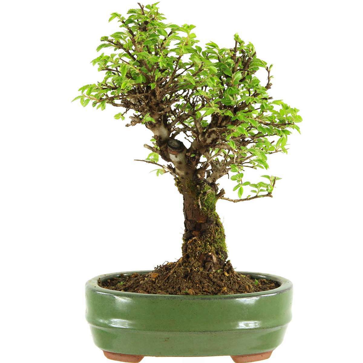 Olmo japonés, Bonsai, 9 años, 25cm (093-68) Olmo japonés, Bonsai, 9 años, 25cm (093-68)