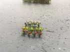 MP SCENERY 44 Tulips N Gauge Farm Flowering Plants Railroad Layout N Scale
