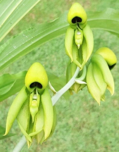 Catasetum integerrimum, große Pflanze, Orchideenpflanze, RAR - Bild 7 von 7