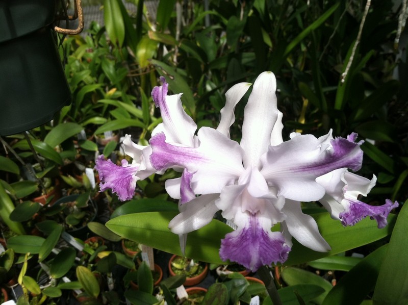 C. intermedia aquinii-coerulea `Kimberly Bennett' Select Cattleya Orchid Plant