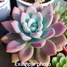 Graptoveria Opalina Succulent 3-Inch Pink Rooted Rare Live Plant Home Decor Gift