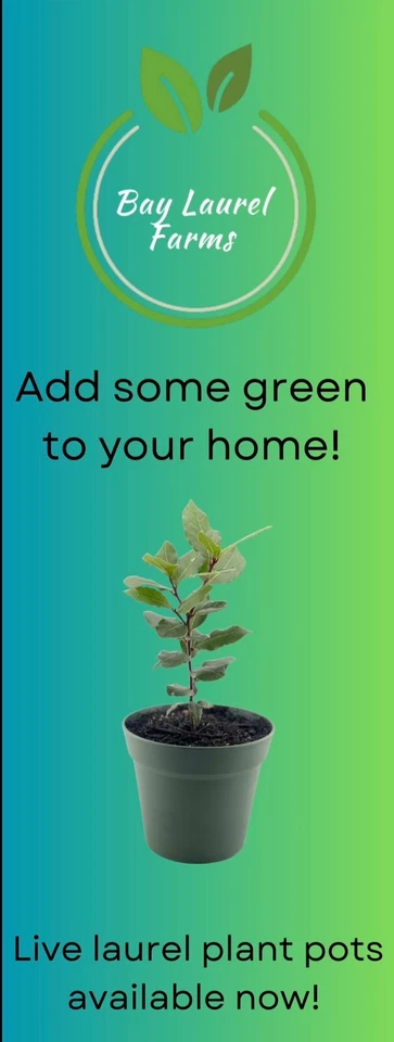 Organic Bay Laurel Tree, Mediterranean, Bay Leaves, Inside/Outside Evergreen - Image 3 of 4