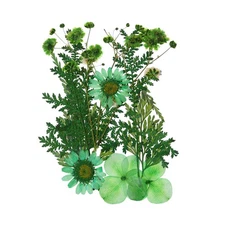 Dried Pressed Flowers Real Pressed Flowers Dry Leaves for DIY Crafts Green