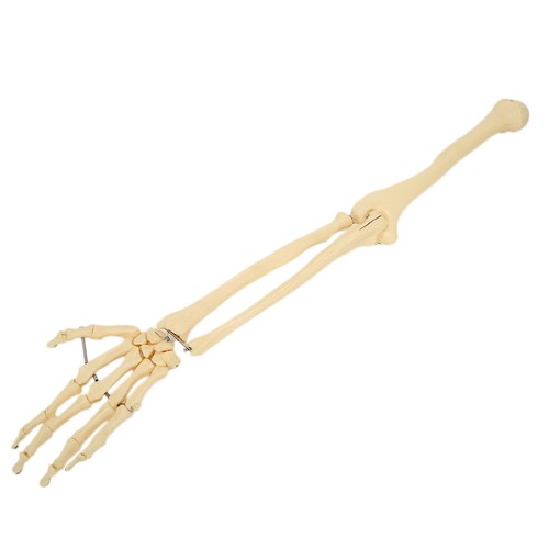 Professional Human Hand Arm Bone Model Upper Limb Bone Model For Teaching De HR6 - Picture 15 of 24