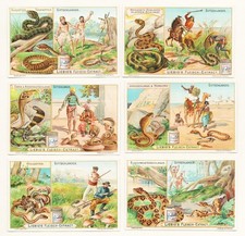 Liebig Sammelbilder Giftschlangen Sanguinetti S 748 Litho 1903 Schlangen snakes