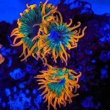 Rainbow Bubble Tip Anemone - RBTA 3-5" Live Coral Captive Bred - Naturally Split