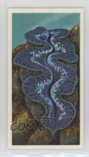 1986 Brooke Bond Incredible Creatures Address Walton on Thames Giant Clam 2p7