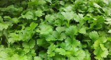 HERB  CORIANDER (FOR GERMINATING)  750 SEEDS