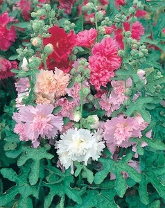 Détails Sur Vivace Fleurs Rose Trémière Majorette Mélange 200 Graines De Fleurs Afficher Le Titre Dorigine