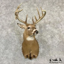 #27151 EL | Whitetail Deer Taxidermy Shoulder Mount For Sale