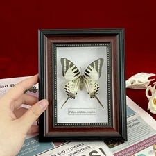 Beautiful Framed Butterfly Wall Decor Taxidermy Collectables Entomology Specimen