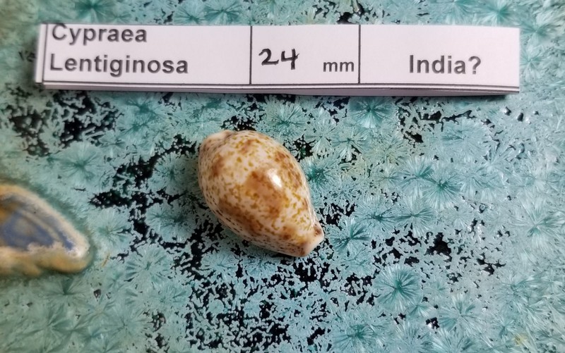 Cypraea Lentiginosa Shell Private Collection