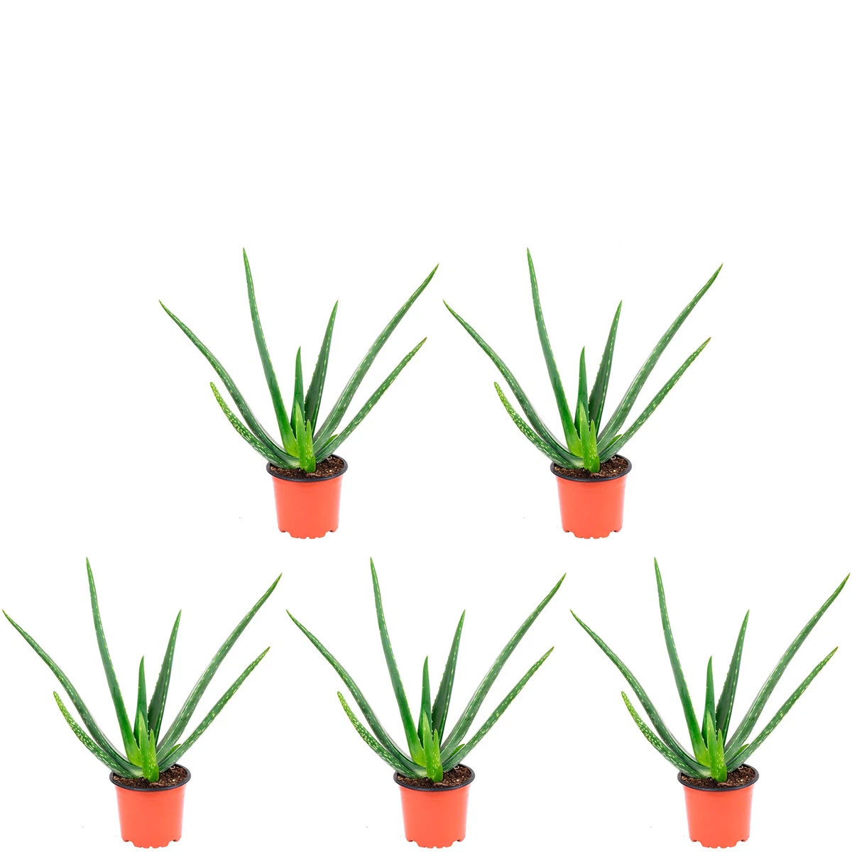 Echte Aloe Vera online kaufen | eBay.de