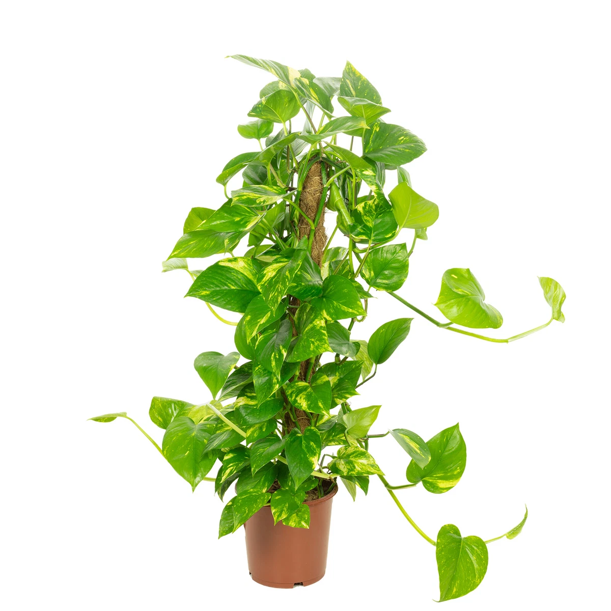 drachenbaum pflanze Gerandeter Drachenbaum kaufen main image 0