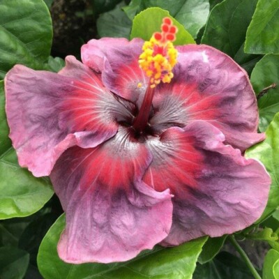 Hibiscus  Kade Archer  in 4''Pot Hibiscus Rosa-Sinensis Hybrid Outdoor Plant