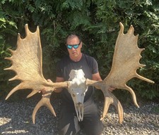 Huge Moose Antler Set Mounted On Real Moose Skull