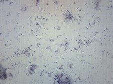 Bacteria from Mouth - Prepared Microscope Slide - 75x25mm - Eisco Labs