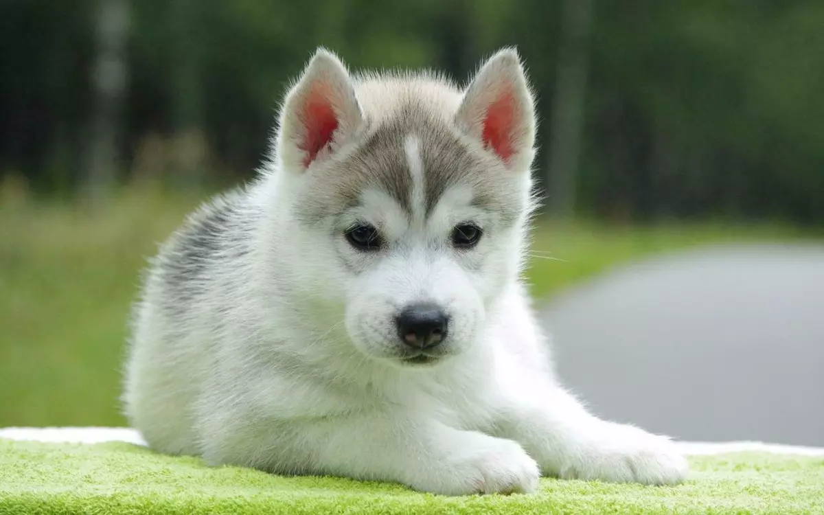 Cute hotsell husky baby