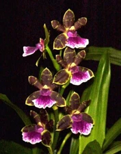 Zygopetalum Artur Elle 'Tombstone', Fragrant,  Orchid Plant Shipped in 2.5" Pot