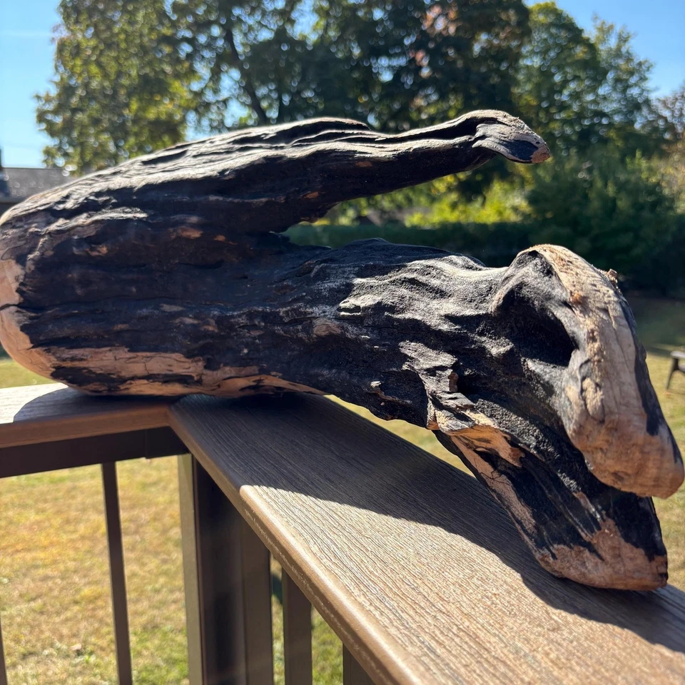 Large Driftwood Plant Holder 25x8x13 Hollow Center Black Tan Sculptural Wood - Image 3 of 4
