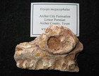 Permian Eryops giant amphibian Rare fossil jaw section Texas Red Beds #2