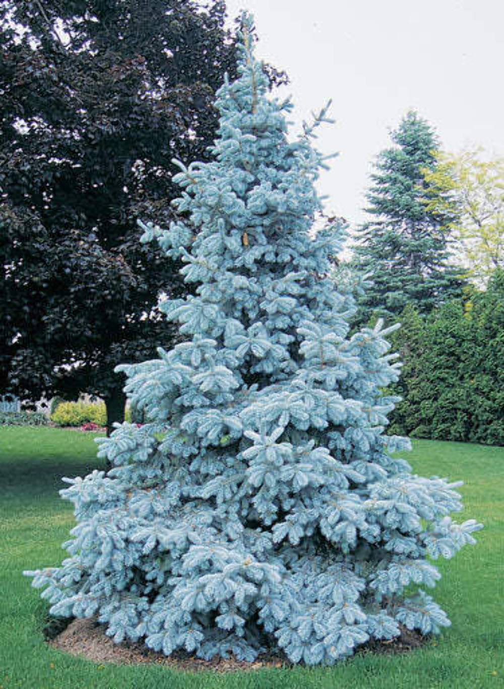 Сорта голубой ели описание. Ель колючая (Picea pungens Royal Blue. Ель пунгенс Глаука. Ель колючая Хупси. Ель Глаука с3.