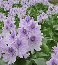 10 Live Floating Water Hyacinth Pond Plants A1