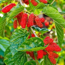 Red Mulberry Fruit Tree Morus rubra XXL Jumbo Plug Plants - 24HR DISPATCH