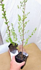 Tamarack Eastern Larch Tree in Small Nursery Pot. Pre Bonsai or Landscaping