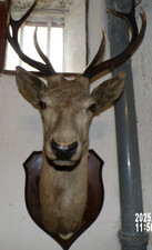 ancien trophee tete de cerf 8