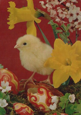 EASTER CHICKEN EGG Vintage Postcard CPSM #PBO997.U