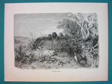 AFRICA Hunting Lions - 1866 Antique Print Engraving