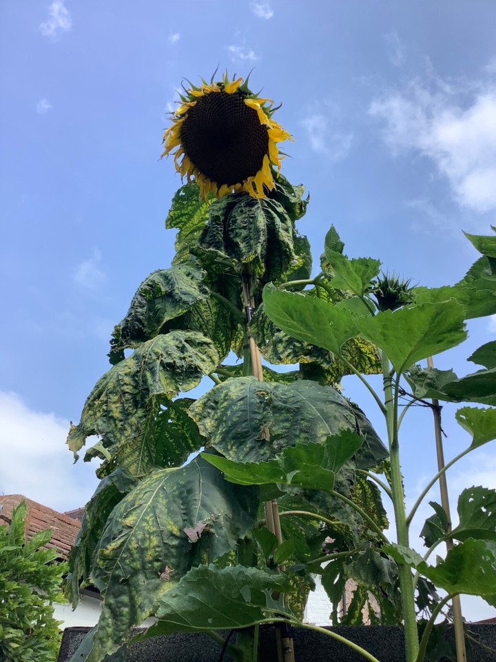 Renee's Garden Sunzilla Giant Sunflower Seeds new Sealed Packet USA