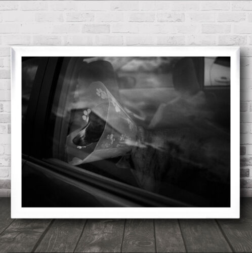 Dog In Vet Cone Looking Out Car Window Black And White Wall Art Print - Picture 1 of 1