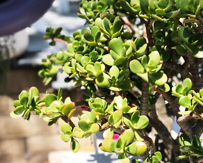 pink witch succulent nearby Live Rare Aeonium Pink Witch Succulent Plant