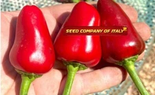 Calabrian Pepper Seeds (25) Naso Di Cane Dog Hot Italian Pepper Organic Heirloom