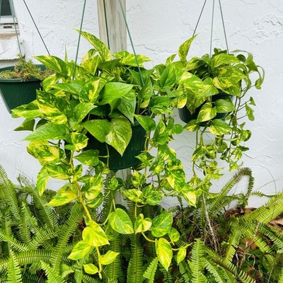 5 Golden Pothos One Leaf One Node Unrooted Cuttings Devil's Ivy Cuttings |  eBay