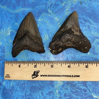 MEGALODON SHARK TOOTH 3.10” 3.00” Set of 2 TEETH MEG SCUBA FOSSIL NC 2035