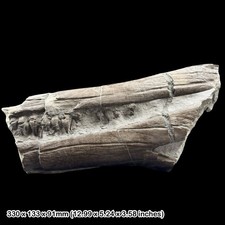 Rare Ichthyosaur Jaw Fossil with Teeth Jurassic Coast Lyme Regis Dorset UK Blue