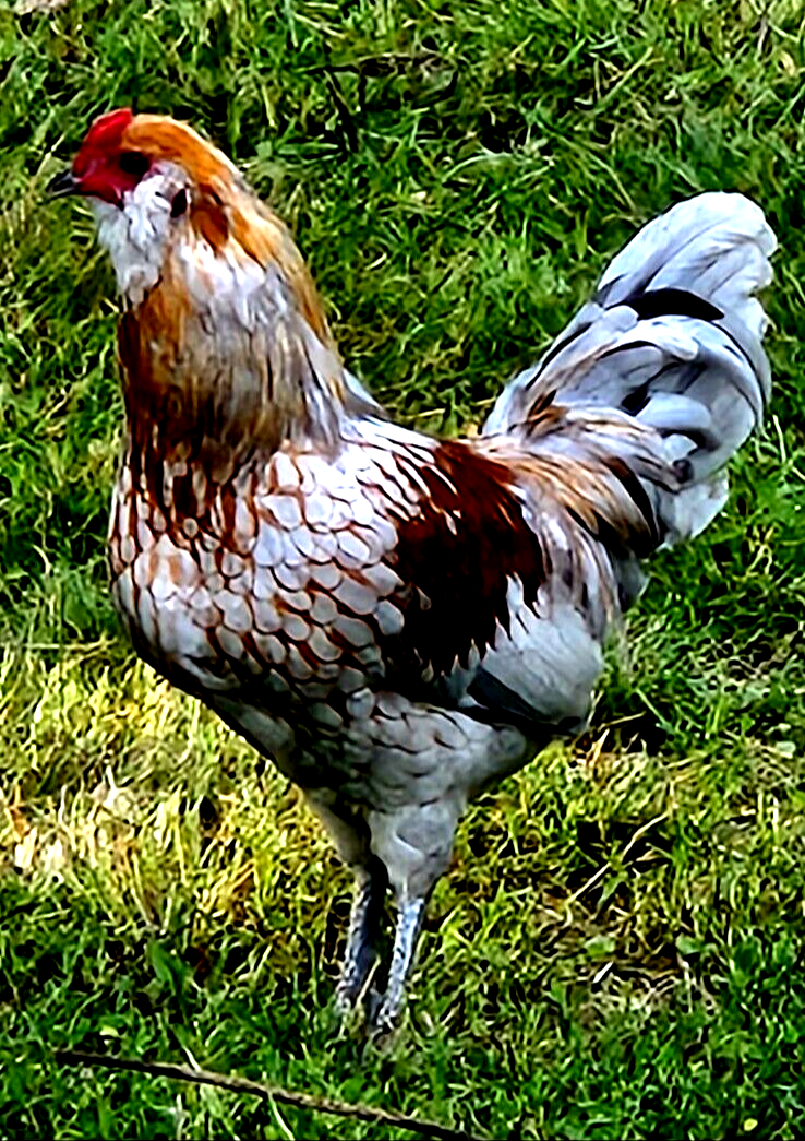 12 NPIP/AI CLEAN Ameraucana Bantam Chicken Hatching Eggs eBay